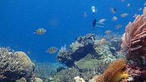 Un hydrophone déployé au dessus d'un récif corallien non loin de l'île de Sulawesi en Indonésie