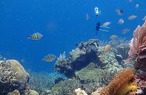 Un hidrófono grabando los sonidos de un arrecife de coral en Sulawesi, Indonesia.