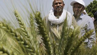 مزارعون مصريون يقفون أمام محاصيل القمح على أرضهم في قرية كفر حمودة في الزقازيق - أرشيف