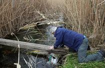 A volunteer collects a plastic bag from a stream during a trash collection at Kolovrechtis wetland near Halkida, Evia island, Feb. 3, 2018 