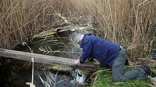 A volunteer collects a plastic bag from a stream during a trash collection at Kolovrechtis wetland near Halkida, Evia island, Feb. 3, 2018