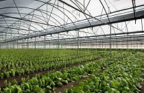 Greenhouses are used to grow vegetables like lettuce, and seed banks store the seeds to make sure the crops never die out.