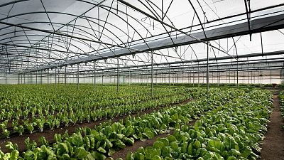 Greenhouses are used to grow vegetables like lettuce, and seed banks store the seeds to make sure the crops never die out.