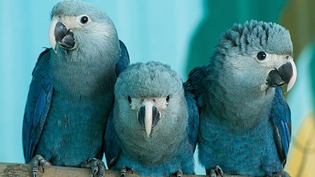 Three young Spix's macaws are pictured in the Berlin organization Association for the Conservation of Threatened Parrots.