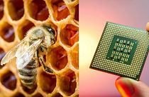 Tudósok szerint a méhek sokkal hasznosabbak társadalmunk számára, mint eddig hittük - a high-tech cégek pedig profitálni is akarnak ebből