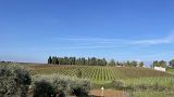 Terreno di viticoltura Murgo