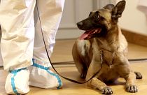Dogs have been trained to sniff out coronavirus cases since the early stages of the pandemic