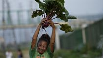 فتاة برازيلية تحمل جذر شمندر بعد حصاده في ريو دي جانيرو. 2022/06/01
