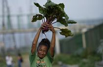 فتاة برازيلية تحمل جذر شمندر بعد حصاده في ريو دي جانيرو. 2022/06/01