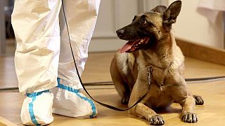 Köpekler, Covid-19 tespiti üzerine eğitiliyor