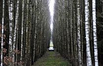 A view of a car parked between birch trees in a forest near Lipsk, Poland, Monday, Nov. 15, 2021.