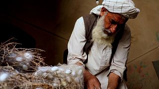 صنعت ابریشم‌کشی در افغانستان رو به زوال است 