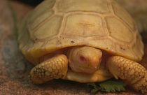 La primera tortuga gigante de las Galápagos albina de la que se tiene noticia