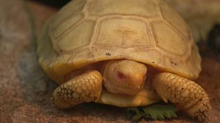 La primera tortuga gigante de las Galápagos albina de la que se tiene noticia