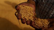 Hindistan Türkiye'nin reddettiği 'hastalıklı buğday'ı inceleyecek