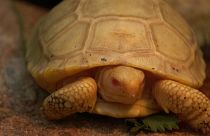 Unique albino Galapagos turtle born in Swiss tropical zoo