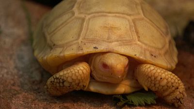 Unique albino Galapagos turtle born in Swiss tropical zoo
