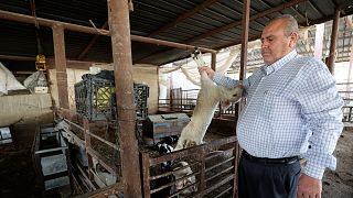 صاحب المزرعة محمد بشير يحمل شاة ميتة في قرية وادي الفارعة بعد انتشار مرض الحمى القلاعية في الضفة الغربية