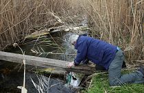 Ein Freiwilliger sammelt während einer Müllsammelaktion im Feuchtgebiet Kolovrechtis in der Nähe von Chalkida (Insel Euböa) eine Plastiktüte aus einem Bach auf, 3. Februar 201