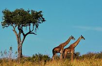 Tanzania is known for its wildlife-rich national parks. 