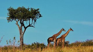 Tanzania is known for its wildlife-rich national parks.