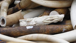 UK: Law banning elephant ivory sales enforced