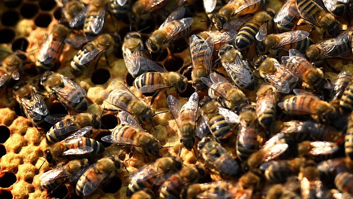 Deadly virus is causing honeybee colonies to collapse all over the world