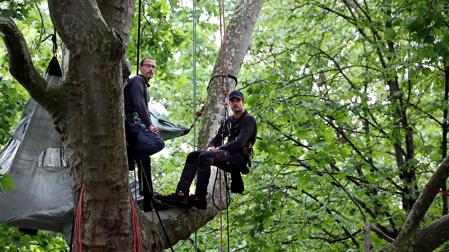 Meet the hunger striker living in a 200-year-old tree underneath the Eiffel  Tower | Euronews