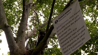 An environmental activist camps in a tree at the foot of the Eiffel Tower