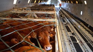 Cows being loaded on to a plane