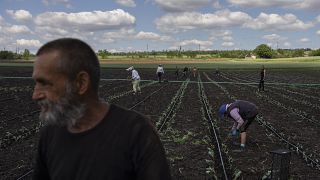 Bauern arbeiten auf einem Feld in der Nähe der ukrainischen Stadt Soledar