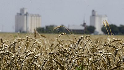Archives : champ de blé au Kansa (USA), le 21/06/2015
