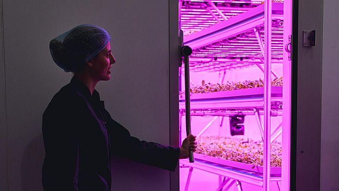 World’s largest vertical farm is being built in the UK and it’s the size of 96 tennis courts