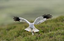 Hen harriers have been severely persecuted for preying on game species.