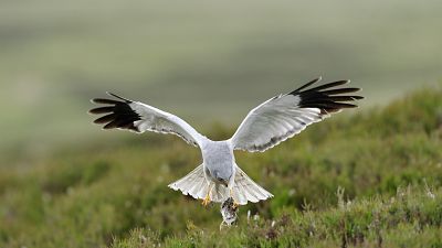 Hen harriers have been severely persecuted for preying on game species.