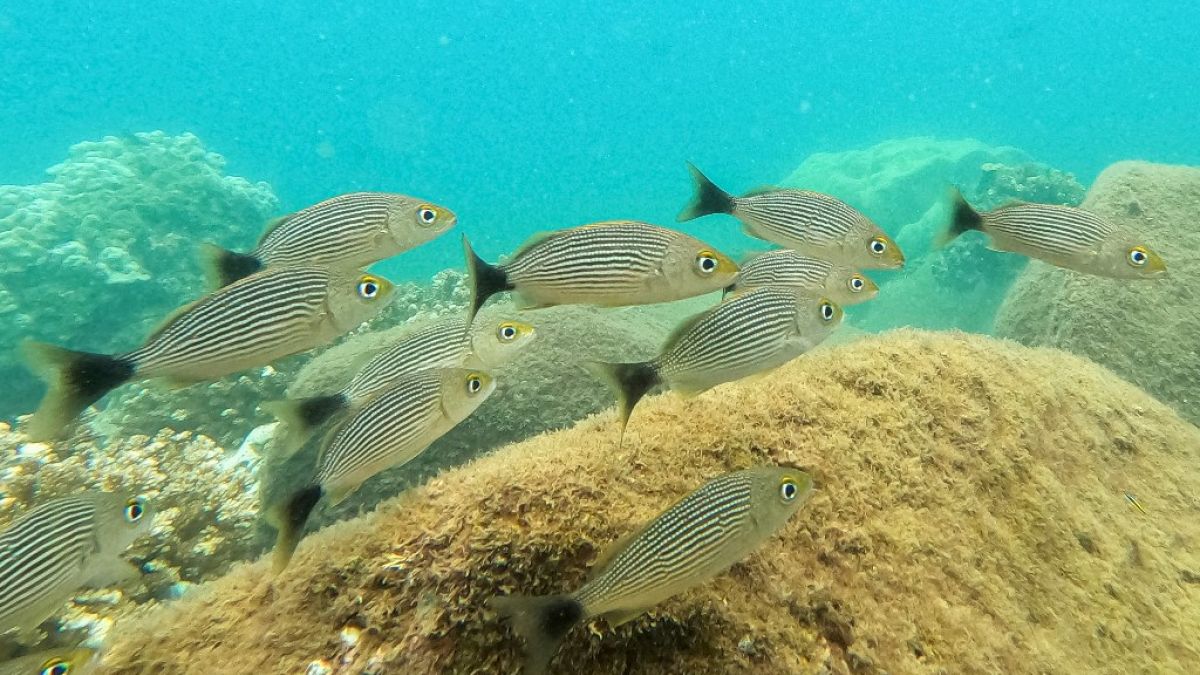 Рыбы плавают возле острова Горгона в Тихом океане у юго-западного побережья Колумбии, 2 декабря 2021 года.