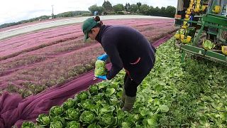 Salátát szedő munkás egy brit termőföldön