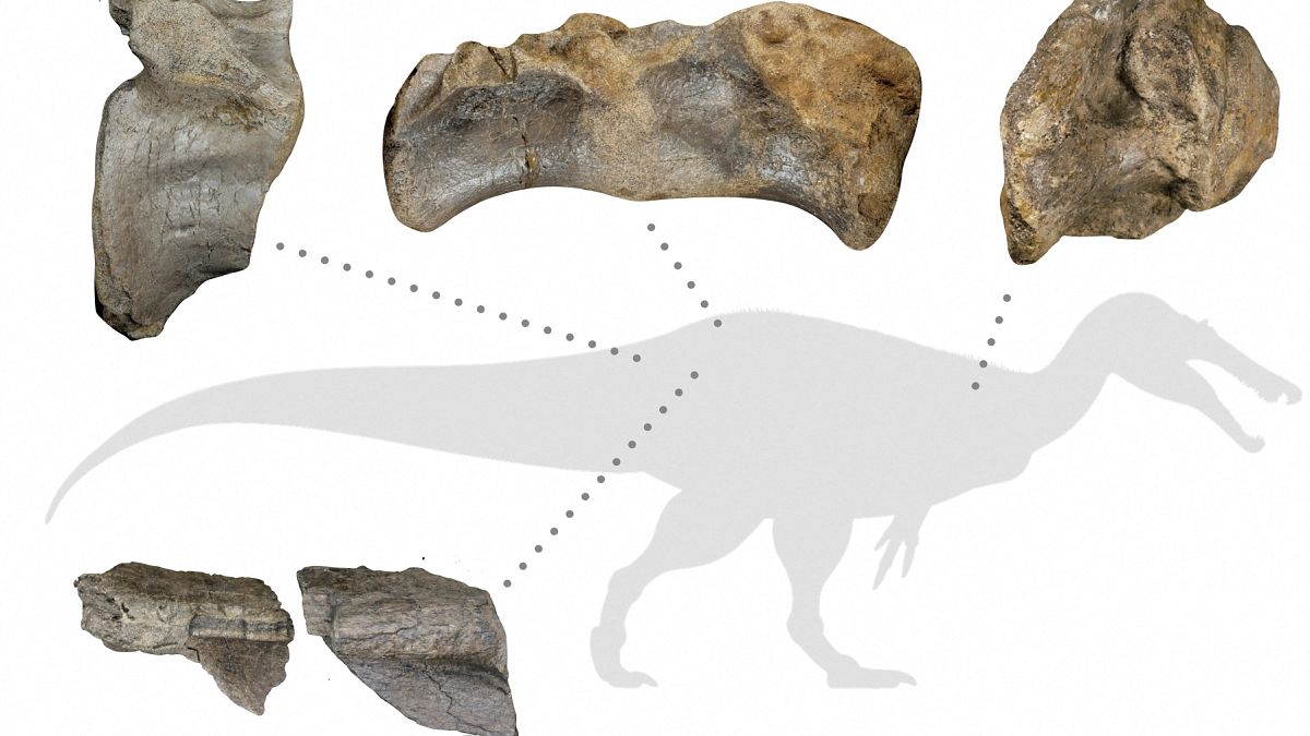  في أوروبا: اكتشاف مثير .. بقايا ديناصور ضخم جداً ومفترس