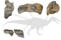 رسم تخطيطي يُظهر بقايا أحفورية لديناصور آكل للحوم يعود تاريخه إلى حوالي 125 مليون سنة خلال العصر الطباشيري تم اكتشافه في جزيرة وايت البريطانية.