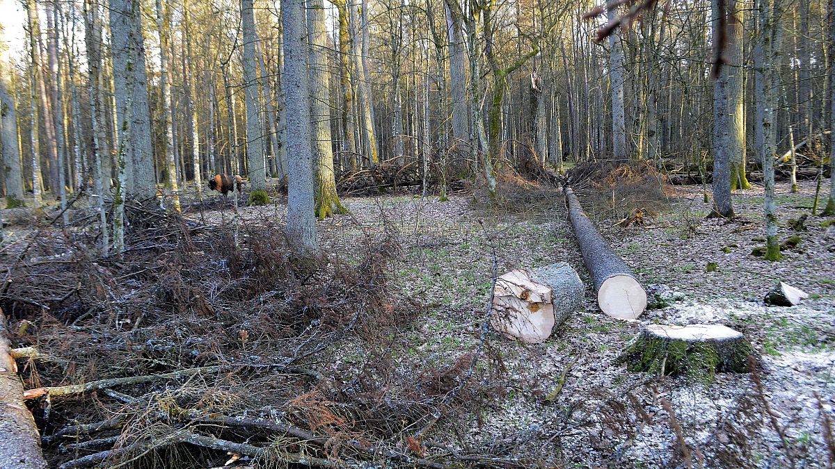 In this March 24 , 2017 file photo, a bison stands among fir trees that have been logged, in the Bialowieza Forest, Poland. 