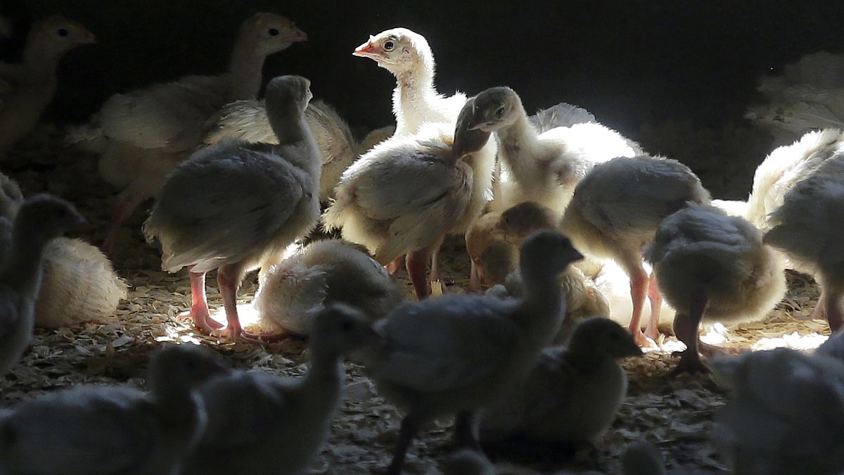 مزرعة دجاج في مدينة مانسون الواقعة في ولاية آيوا في الولايات المتحدة في 10 أغسطس 2015