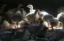 More than 2,500 cases of bird flu were recorded at European farms in the last year.