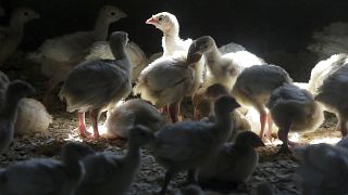 مزرعة دجاج في مدينة مانسون الواقعة في ولاية آيوا في الولايات المتحدة في 10 أغسطس 2015