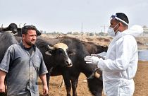 عضو فريق بيطري يتحدث إلى مزارع خلال حملة تطهير للماشية في مدينة كركوك شمال العراق، 7 مايو 2022
