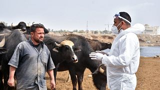 عضو فريق بيطري يتحدث إلى مزارع خلال حملة تطهير للماشية في مدينة كركوك شمال العراق، 7 مايو 2022