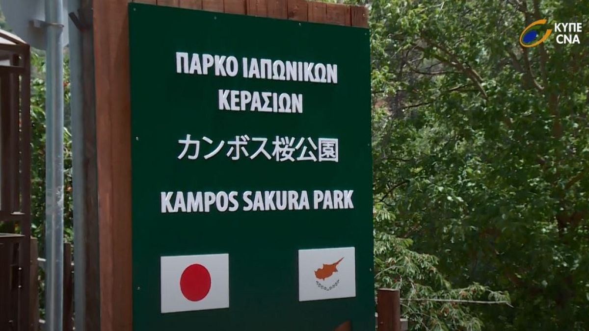 Το πάρκο ιαπωνικών κερασιών Σακούρα στην Κύπρο