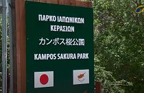 Το πάρκο ιαπωνικών κερασιών Σακούρα στην Κύπρο