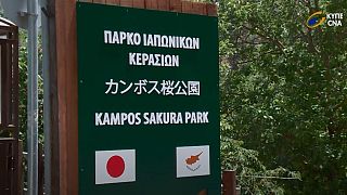 Το πάρκο ιαπωνικών κερασιών Σακούρα στην Κύπρο