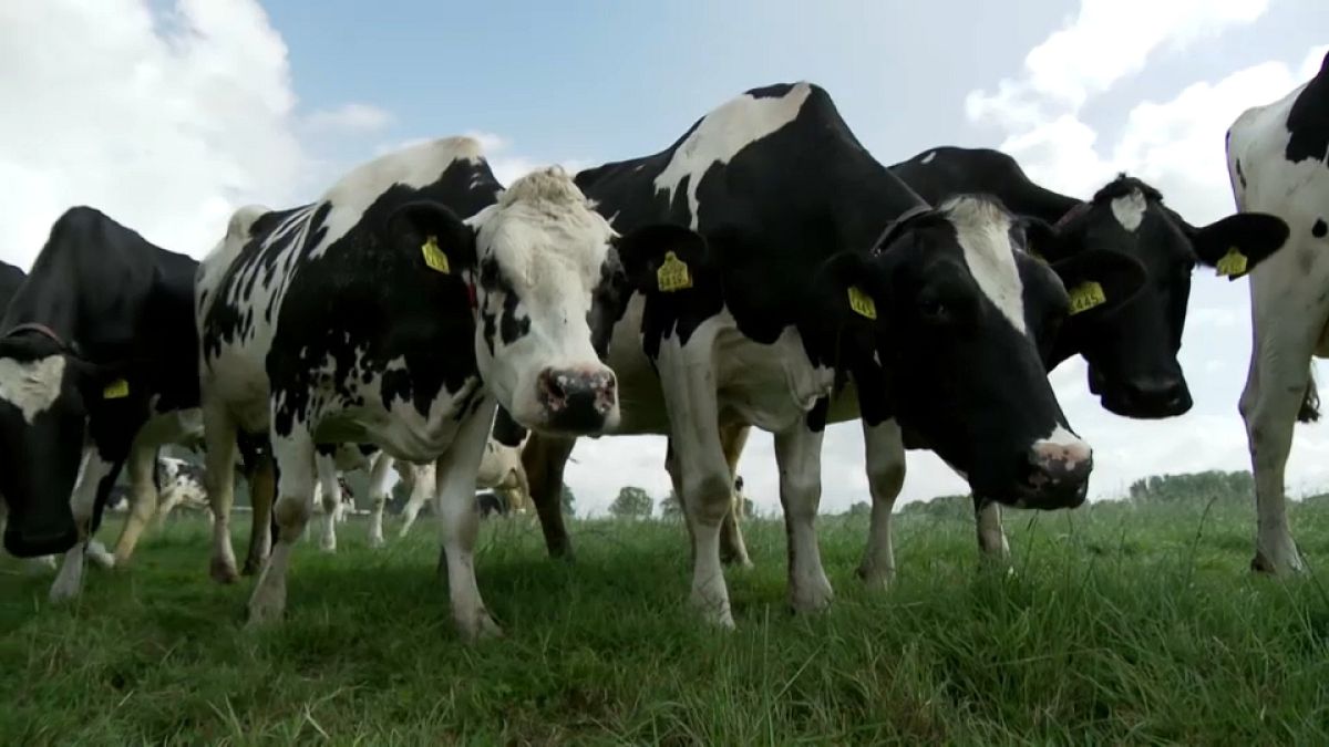 Szarvasmarhák legelnek Hollandiában egy mezőn. 
