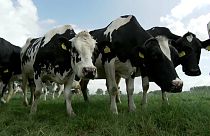 allevamento di bovini nei Paesi Bassi